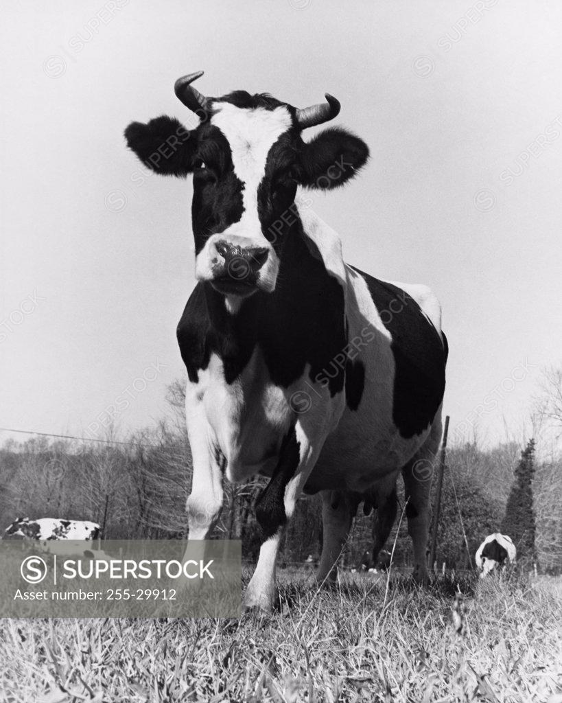 Stock Photo: 255-29912 Low angle view of a bull standing in a field