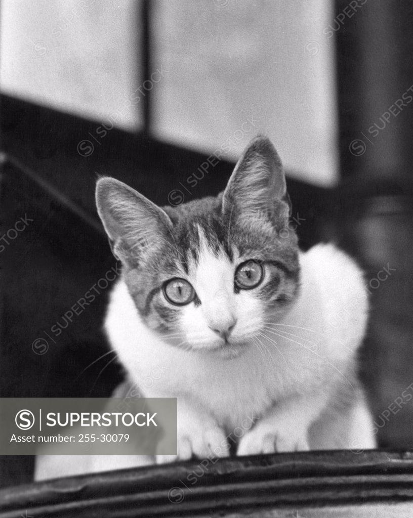 Stock Photo: 255-30079 Cat crouching and looking at camera