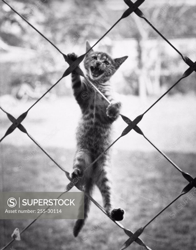 Stock Photo: 255-30114 Cat climbing a chain-link fence