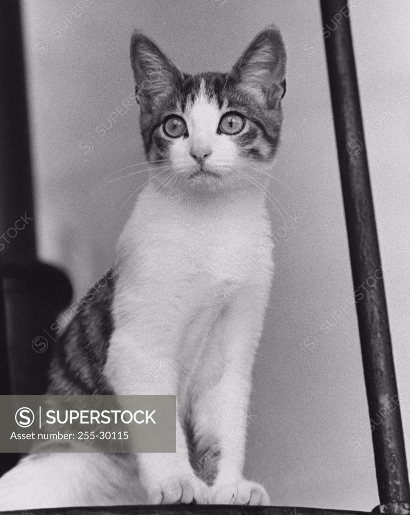 Stock Photo: 255-30115 Cat sitting