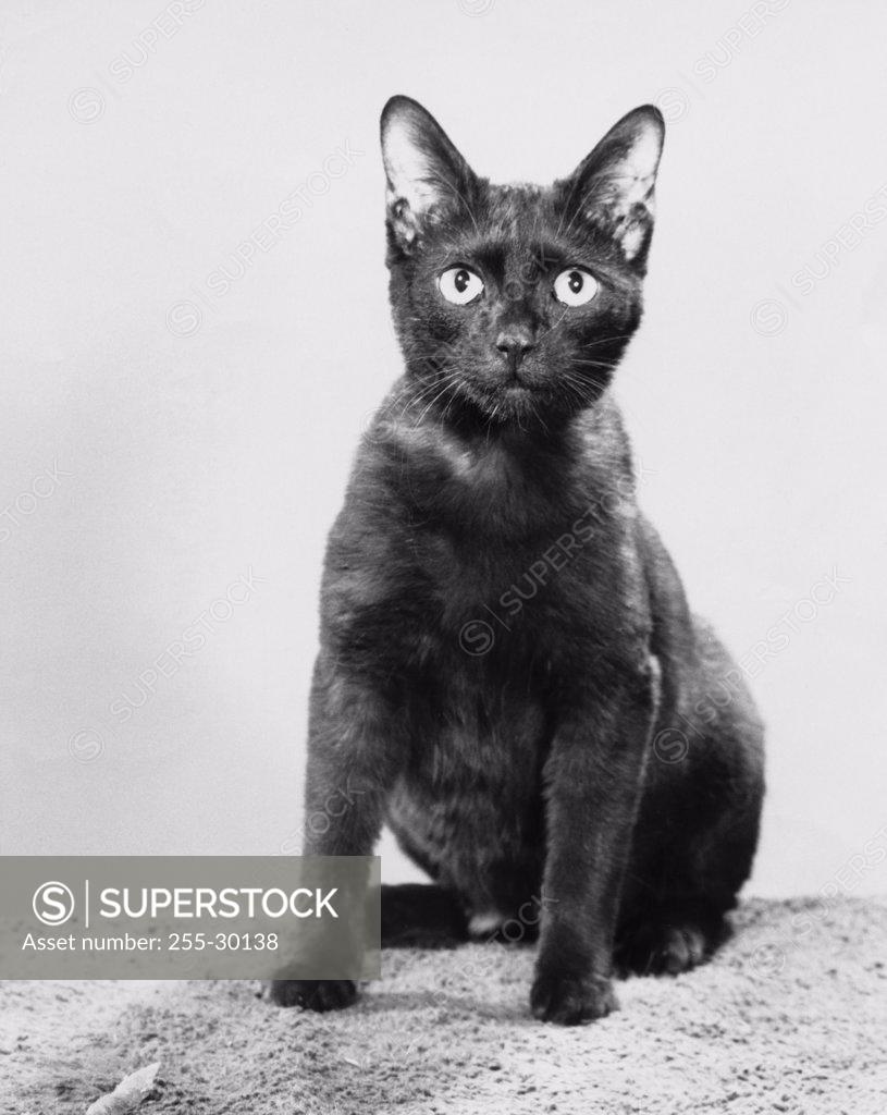 Stock Photo: 255-30138 Black cat sitting