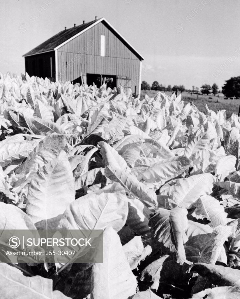 Stock Photo: 255-30407 Burley tobacco crop in a field, Kentucky, USA