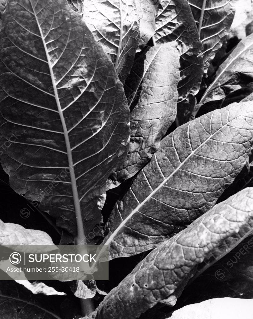 Stock Photo: 255-30418 Close-up of a burley tobacco plant