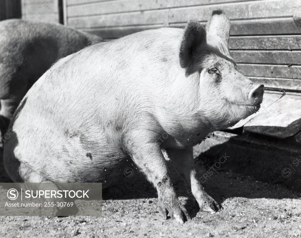 Stock Photo: 255-30769 Large pig sitting in dirt