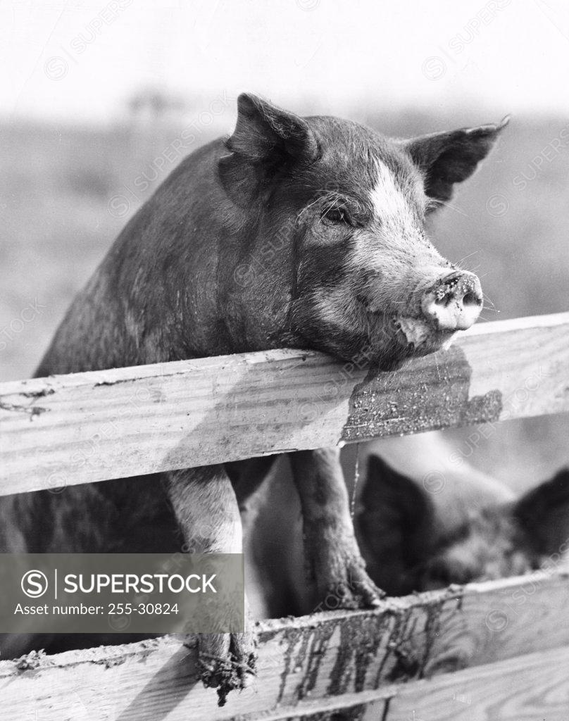 Stock Photo: 255-30824 Side profile of a pig perched on a railing
