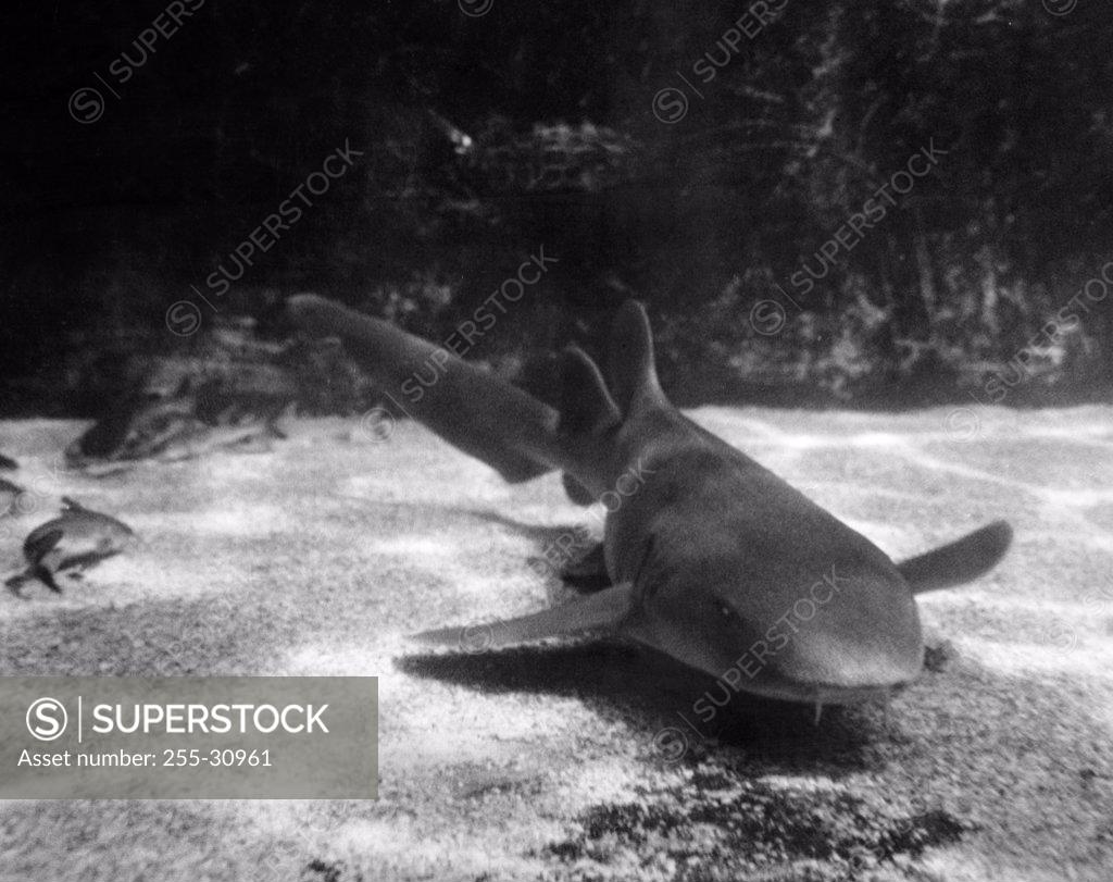 Stock Photo: 255-30961 Shark swimming underwater
