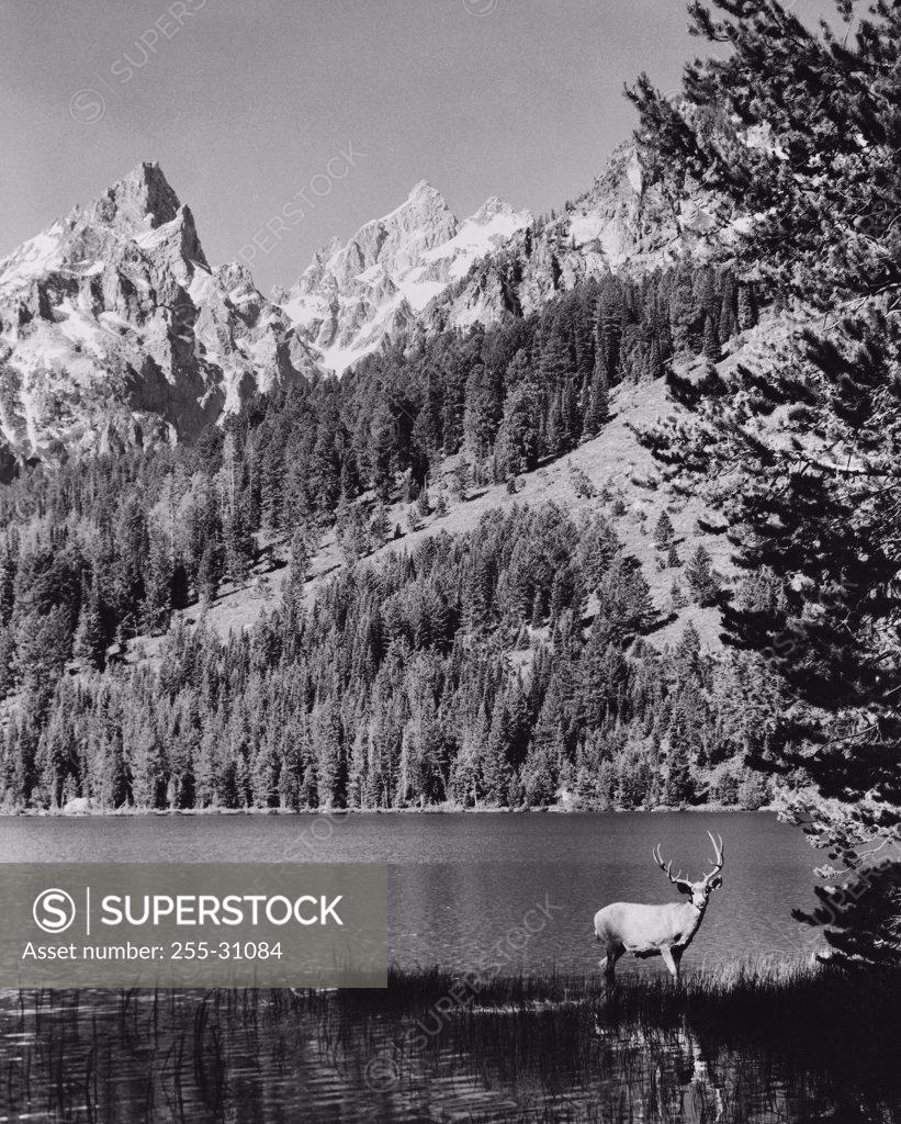 Stock Photo: 255-31084 Deer standing at the lakeside, Lake String, Grand Teton National Park, Wyoming, USA
