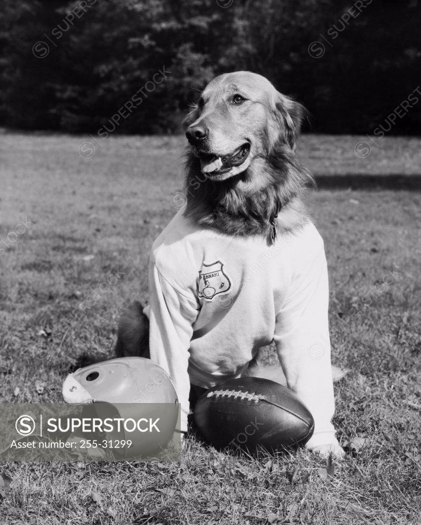 Stock Photo: 255-31299 Golden Retriever wearing a football uniform