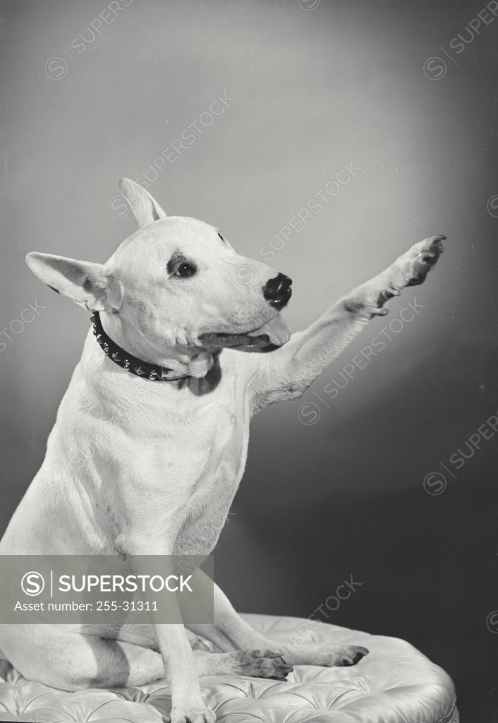 Stock Photo: 255-31311 Close-up of a Bull Terrier reaching out its paw