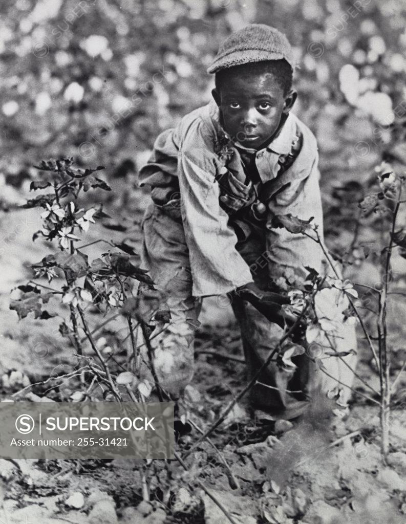 Stock Photo: 255-31421 High angle view of a boy picking cotton in a field, South Carolina, USA