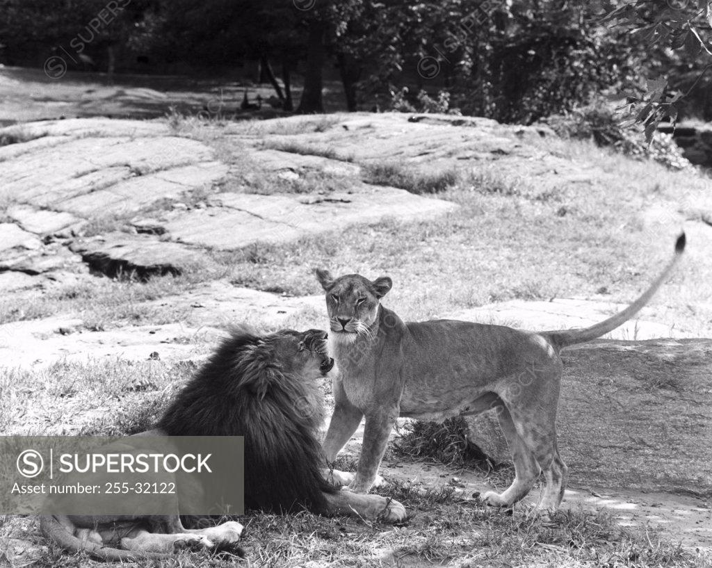 Stock Photo: 255-32122 Lions