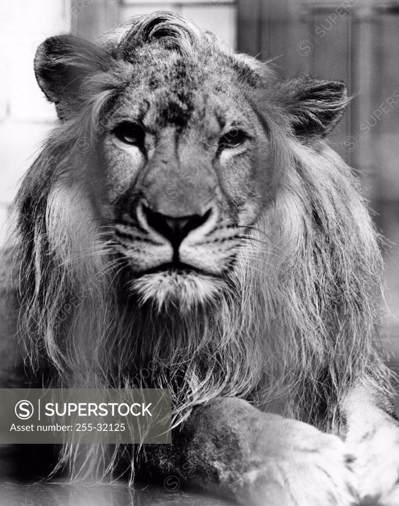 Stock Photo: 255-32125 Lion