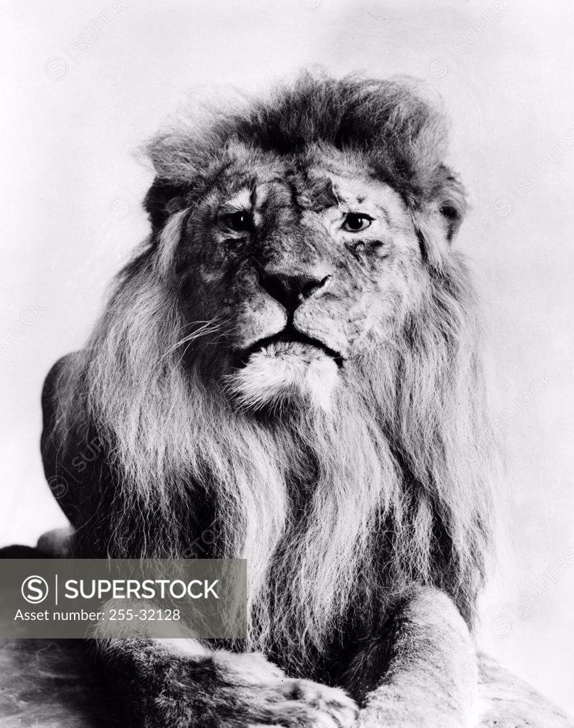 Stock Photo: 255-32128 Portrait of a lion