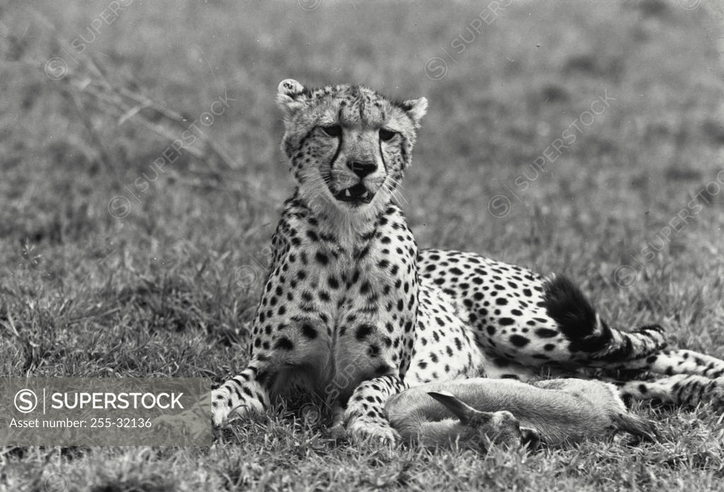 Stock Photo: 255-32136 Cheetah
