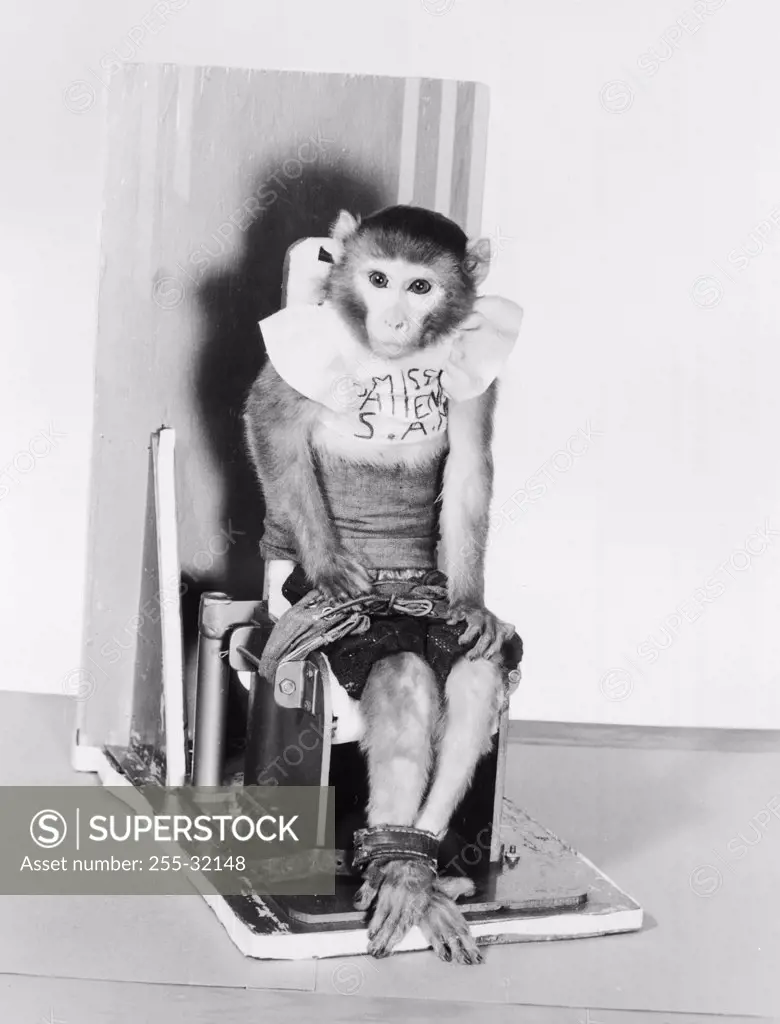 USA, Texas, Randolph Air Force Base, School of Aviation Medicine, monkey sitting on chair and being trained for space research work