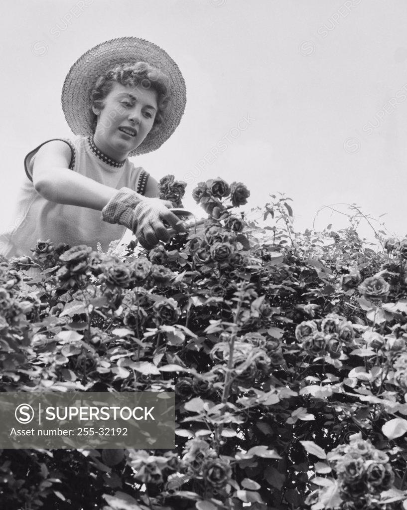 Stock Photo: 255-32192 Low angle view of young woman gardening