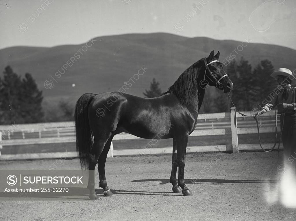 Stock Photo: 255-32270 Side profile of a horse standing in a corral