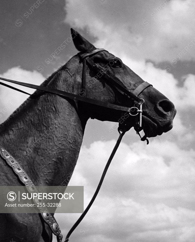 Stock Photo: 255-32288 Side profile of a horse