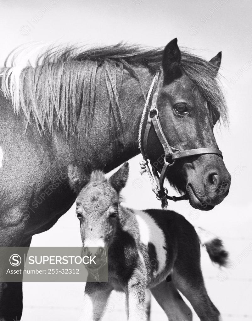 Stock Photo: 255-32312 Horse standing with its foal
