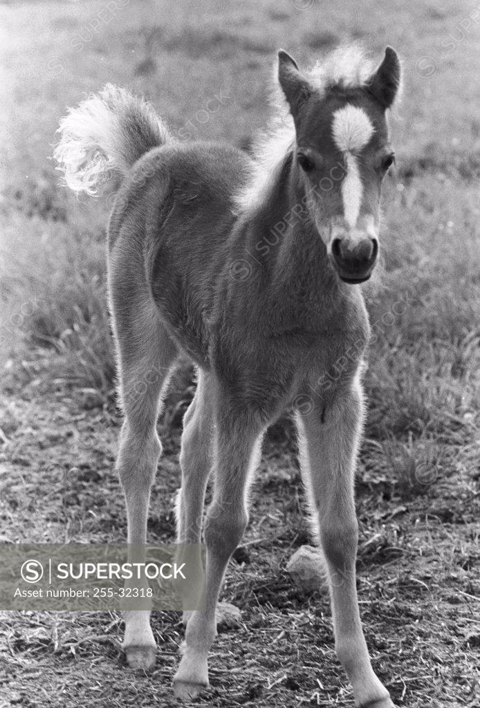 Stock Photo: 255-32318 Front view of a foal standing