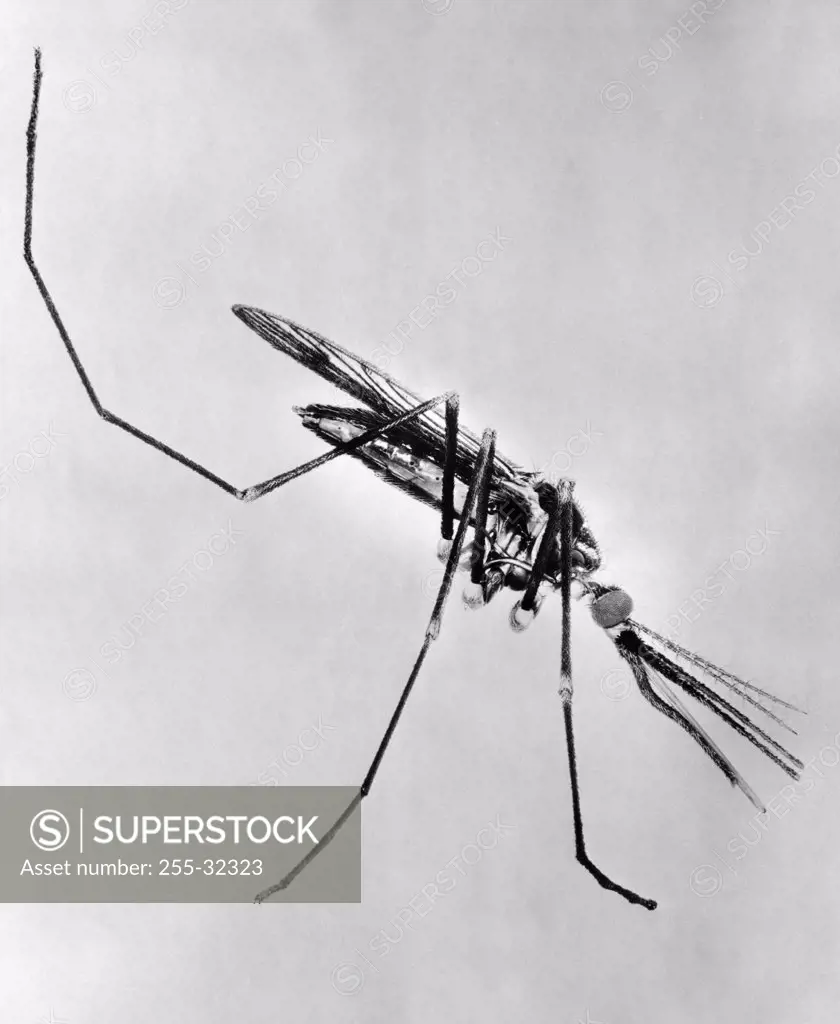 Close-up of an Anopheles Mosquito