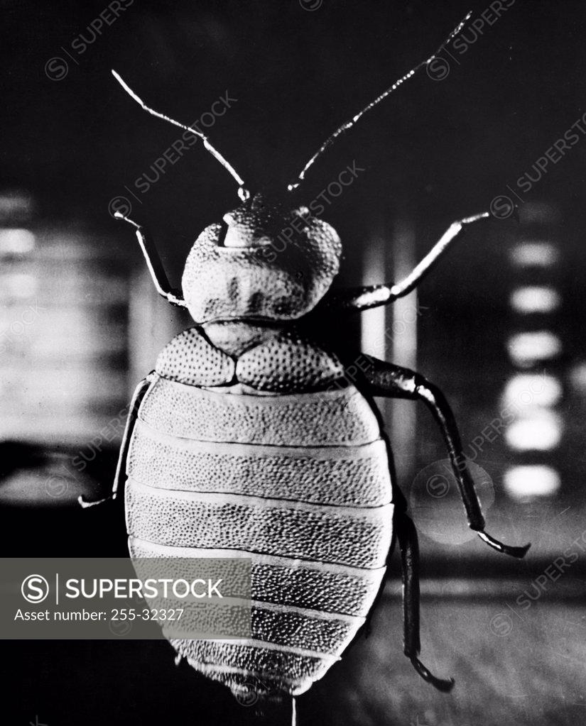Stock Photo: 255-32327 Bug hanging upside down