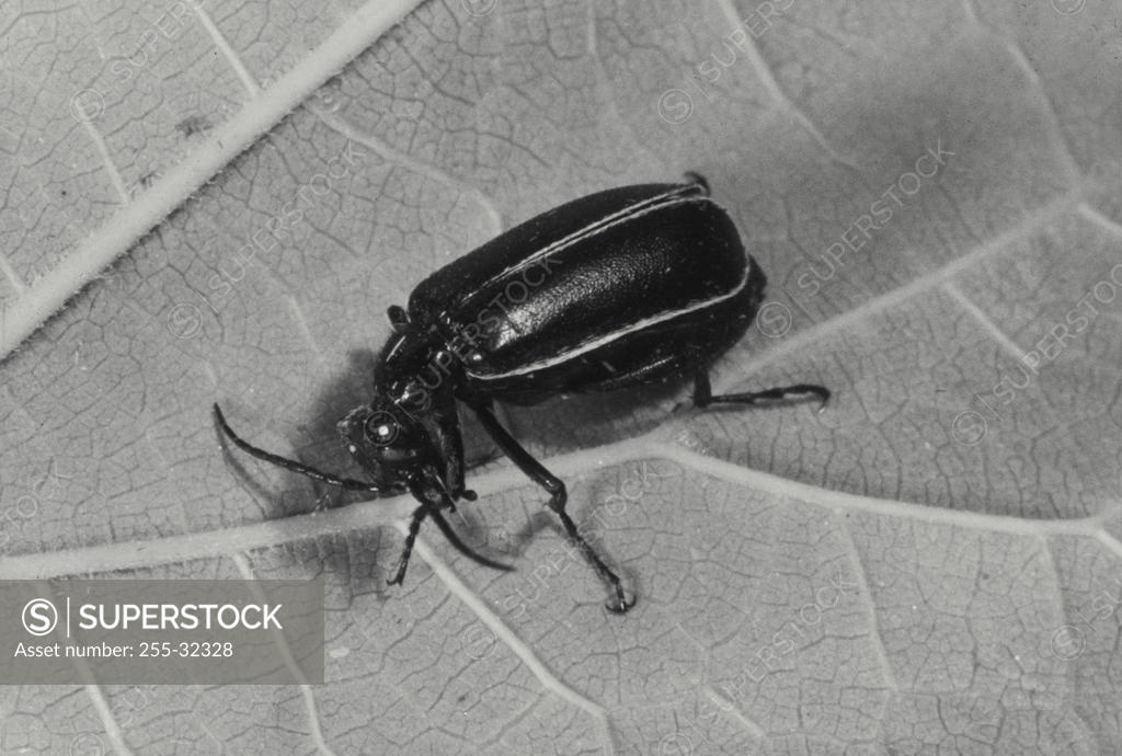 Stock Photo: 255-32328 Blister Beetle on a leaf