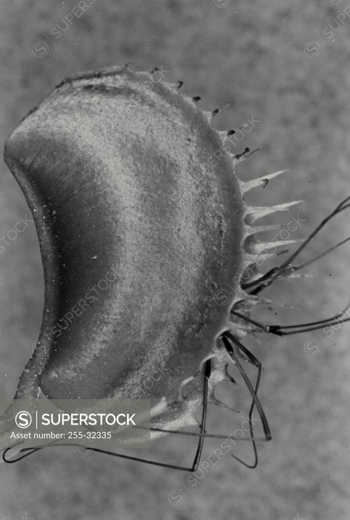 Stock Photo: 255-32335 Close-up of a Venus Flytrap (Dionaea muscipula)