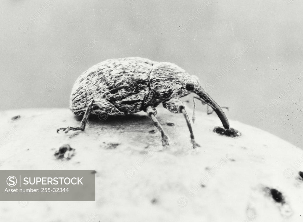 Stock Photo: 255-32344 Close-up of a boll weevil (Anthonomus grandis)