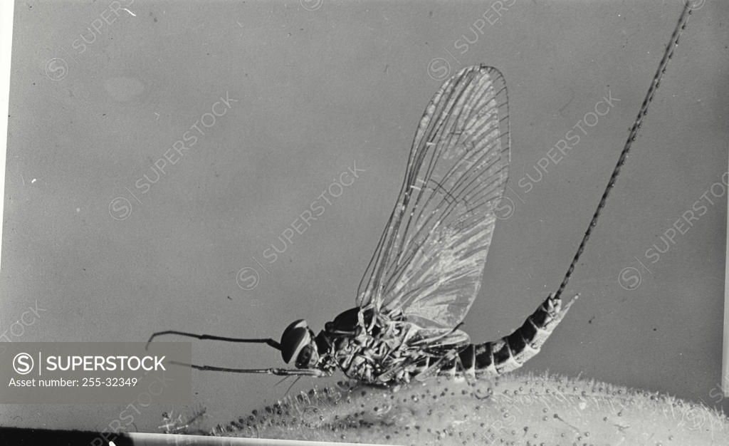 Stock Photo: 255-32349 Close-up of a mayfly