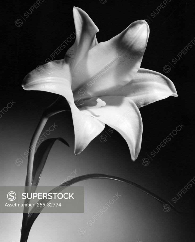 Stock Photo: 255-32774 Close-up of a Lily