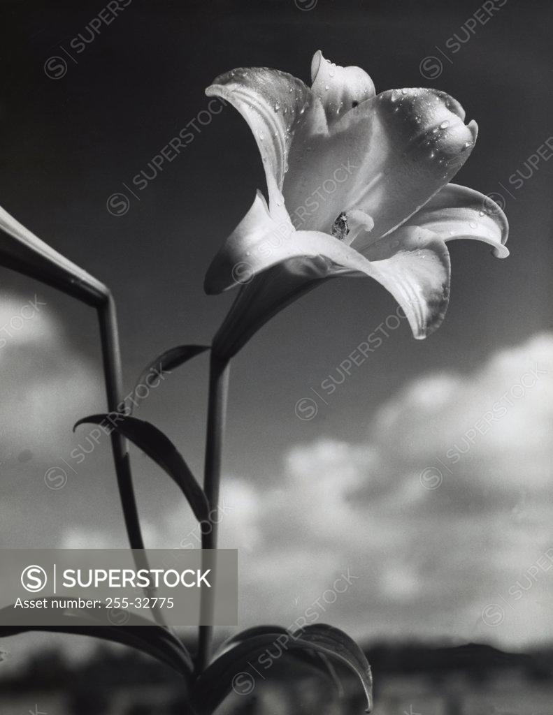 Stock Photo: 255-32775 Lily blooming outdoors