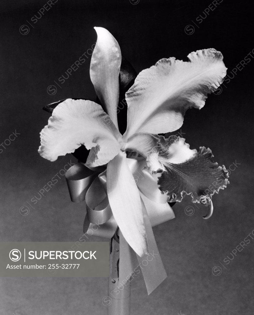 Stock Photo: 255-32777 Orchid