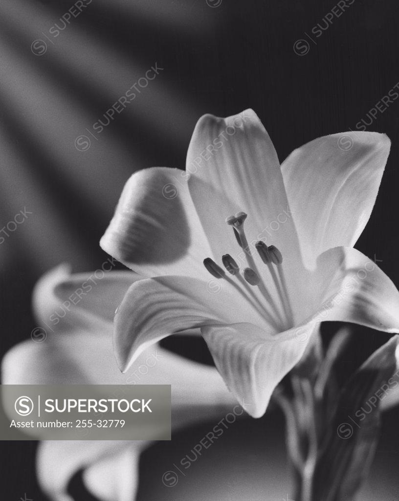 Stock Photo: 255-32779 Easter Lily