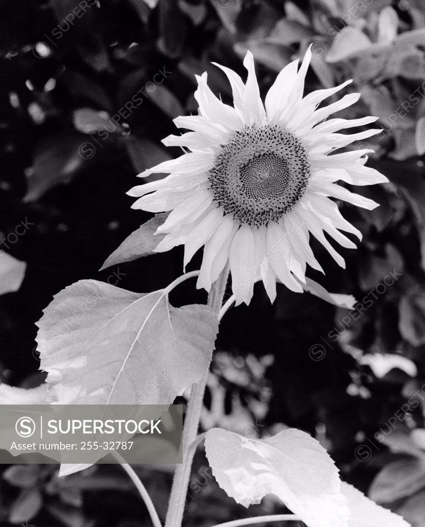 Stock Photo: 255-32787 Sunflower