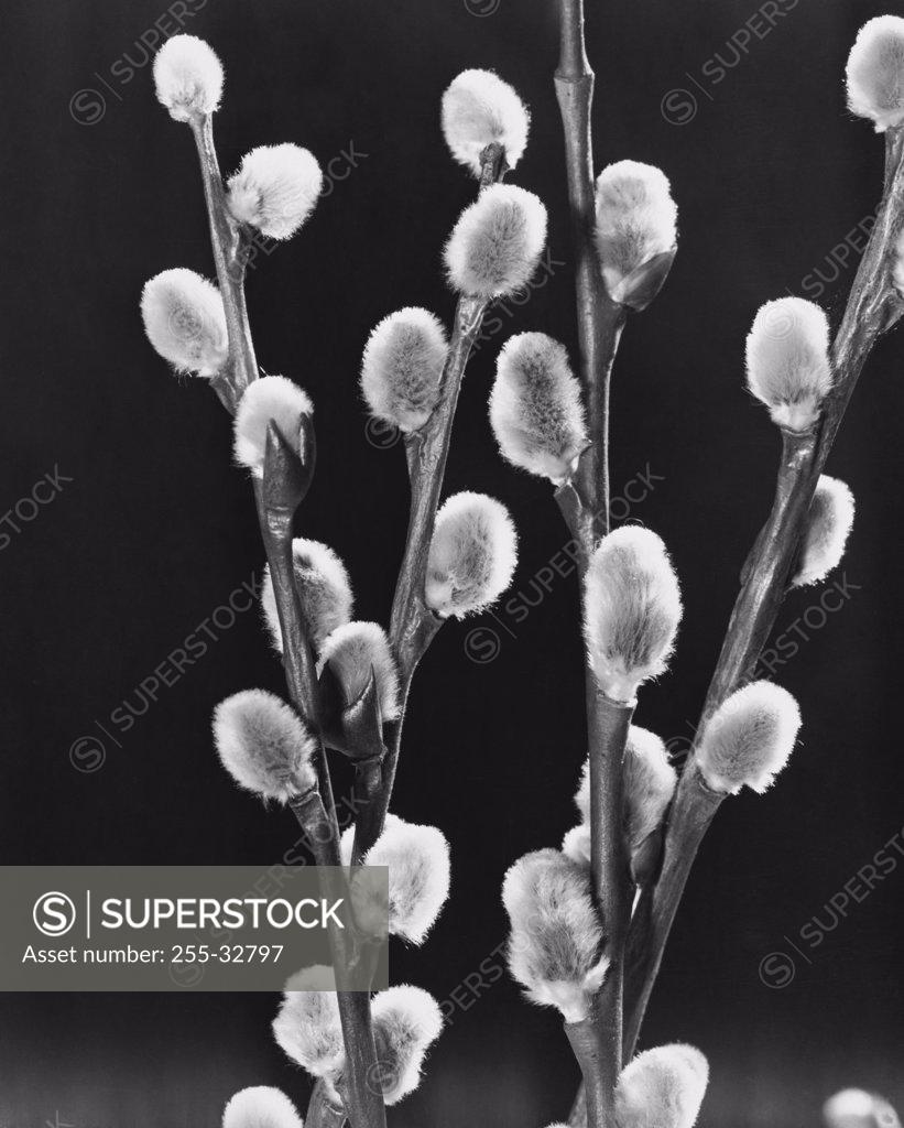 Stock Photo: 255-32797 Pussy Willows