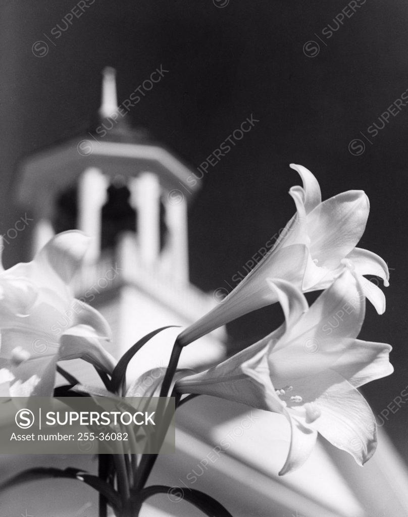 Stock Photo: 255-36082 Close up of Easter Lilies blooming with clock tower in background