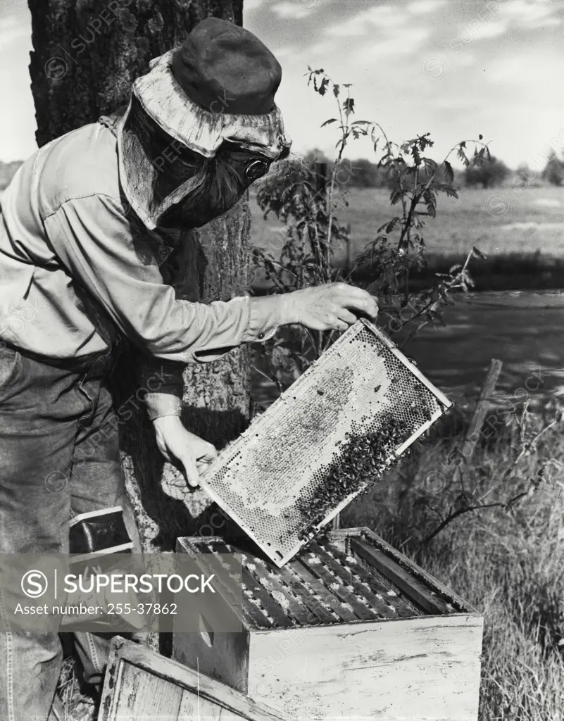 Vintage Photograph. Man in beekeeping clothes checking bees.