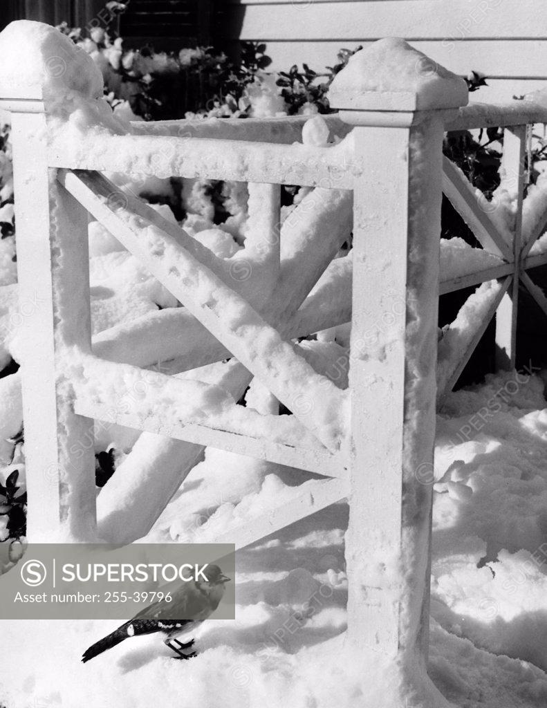 Stock Photo: 255-39796 Blue jay near snow covered railing (Cyanocitta cristata)