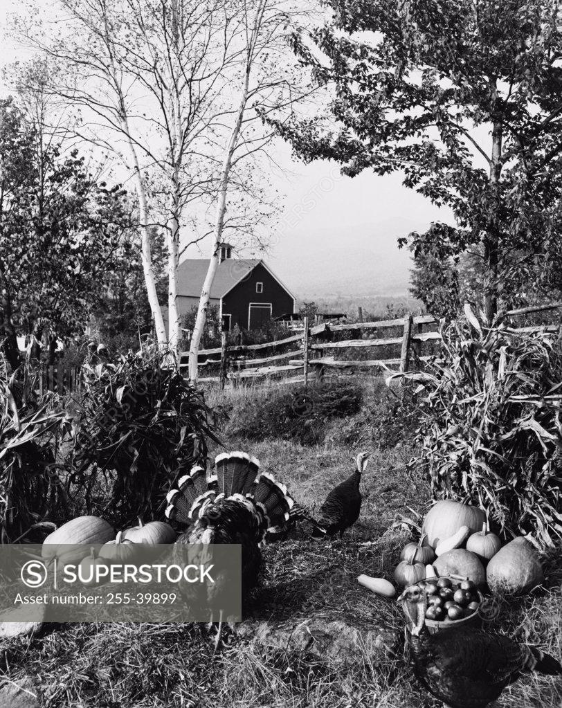 Stock Photo: 255-39899 Three turkeys in a field near pumpkins