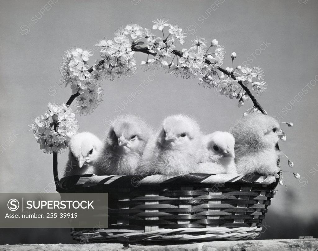 Stock Photo: 255-39919 Close-up of five chicks in an Easter basket