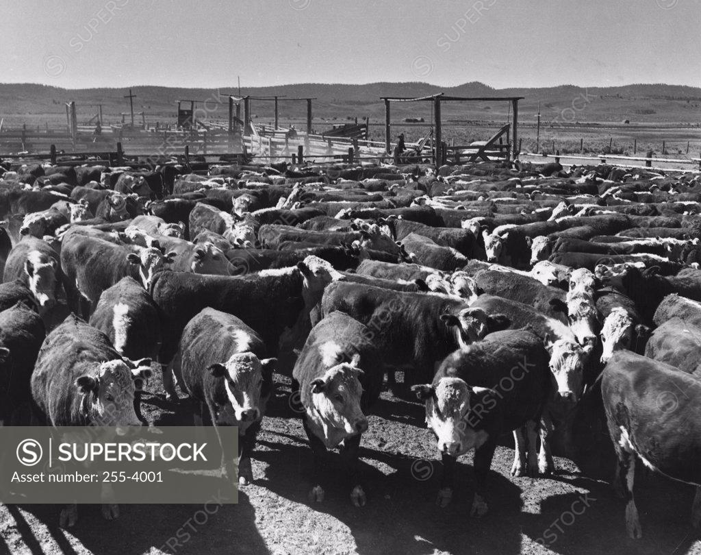 Stock Photo: 255-4001 Herd of cattle in pen