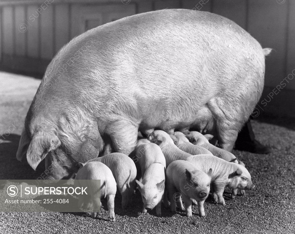 Stock Photo: 255-4084 Side profile of a pig and her piglets