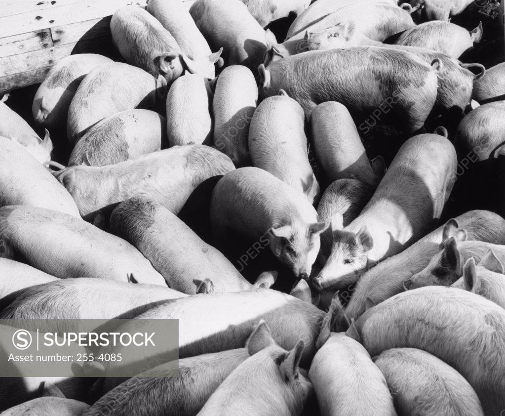 Stock Photo: 255-4085 High angle view of a group of pigs