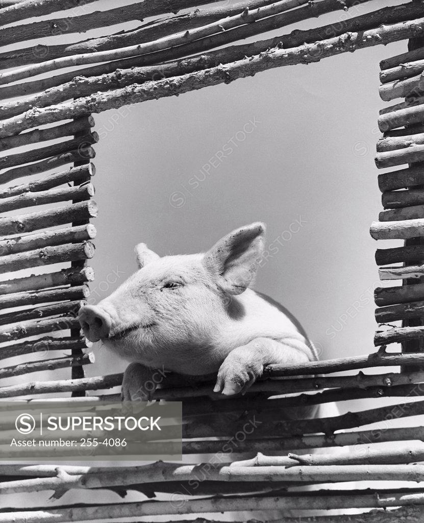 Stock Photo: 255-4086 Low angle view of a pig looking through a window