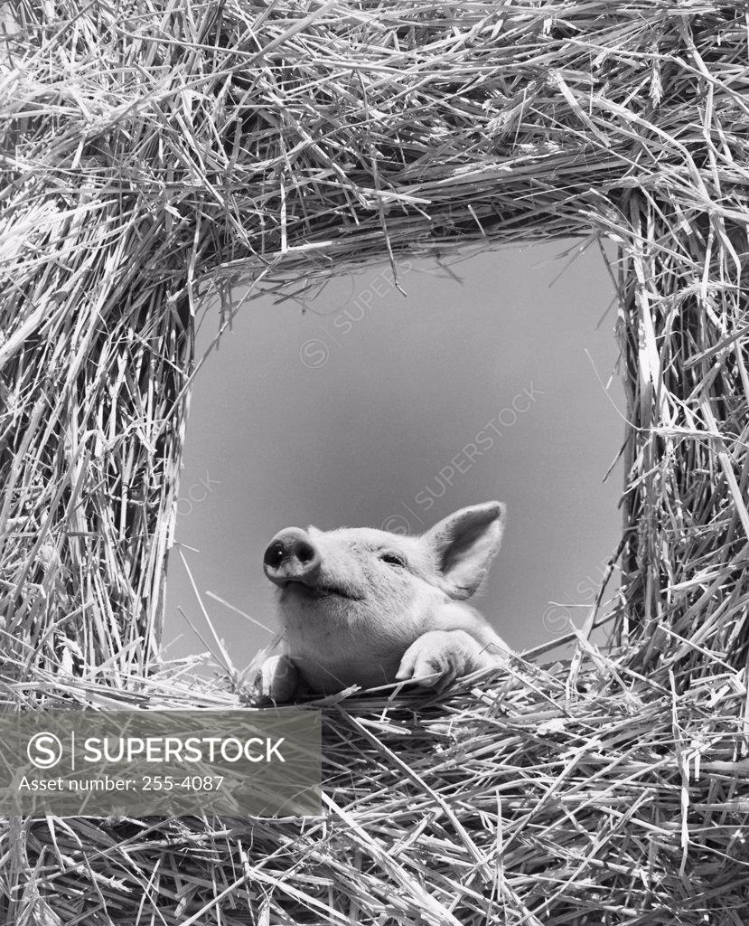 Stock Photo: 255-4087 Low angle view of a pig looking through a window