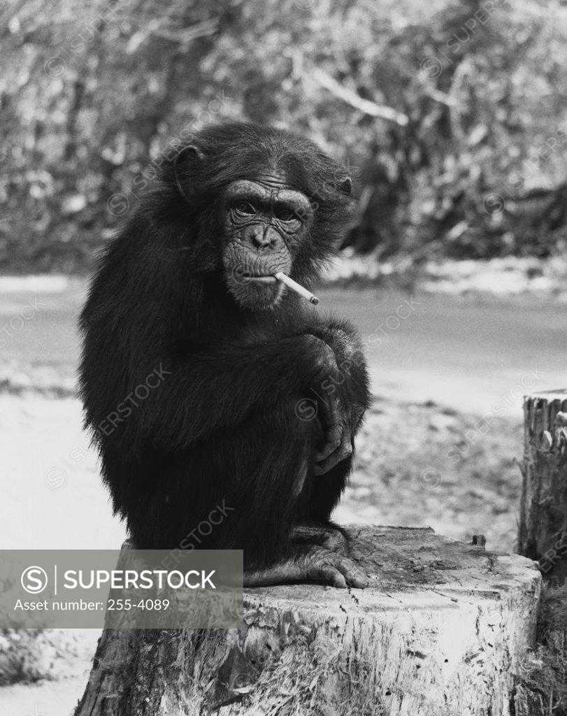 Stock Photo: 255-4089 Monkey sitting on a tree stump smoking a cigarette