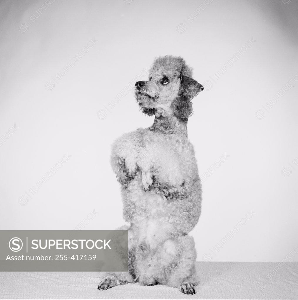 Stock Photo: 255-417159 Poodle begging