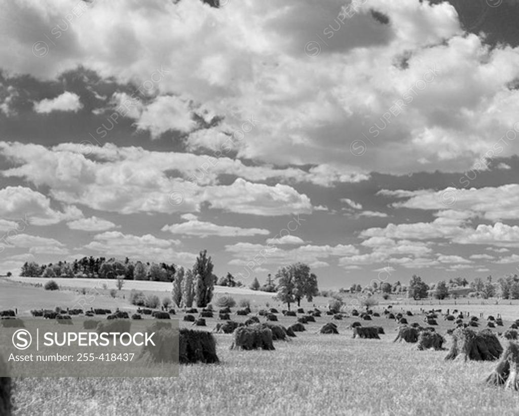 Stock Photo: 255-418437 Infrared view of hay field