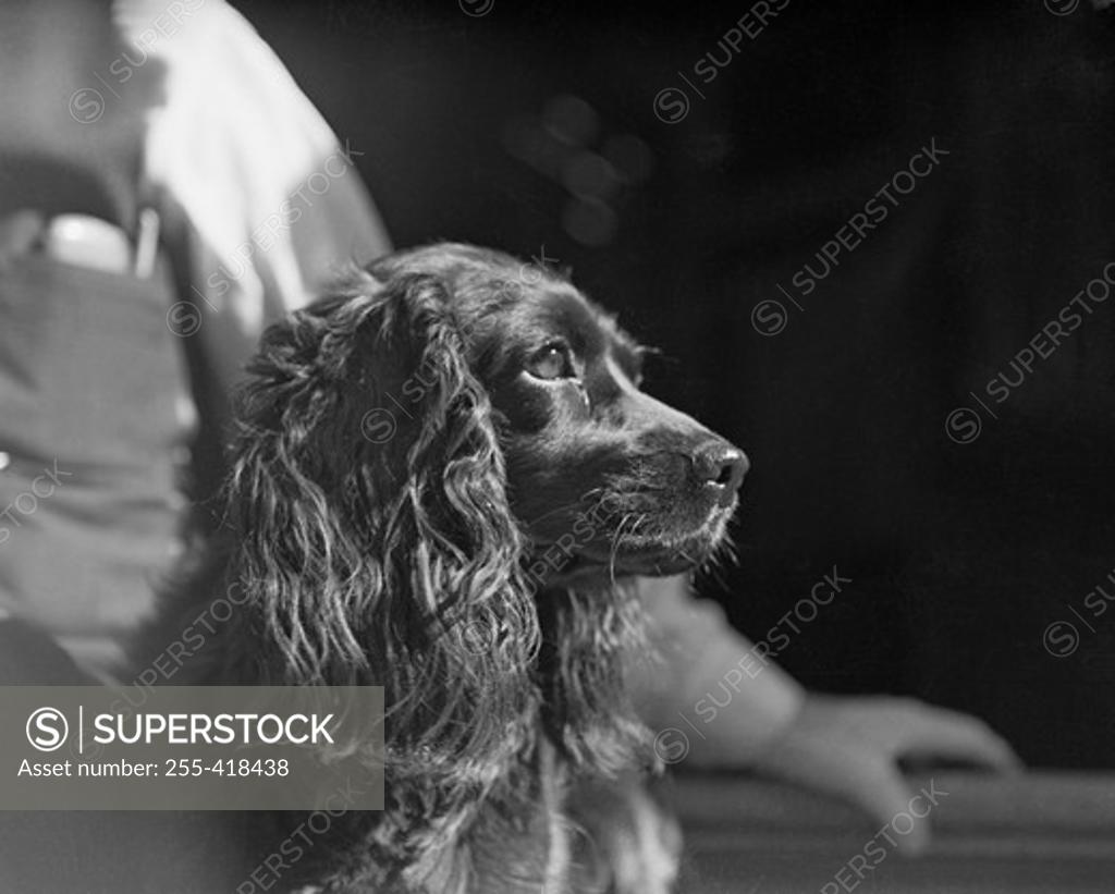 Stock Photo: 255-418438 Cocker spaniel looking away, man in the background